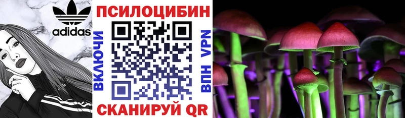 как найти   Свирск  Псилоцибиновые грибы Psilocybine cubensis 